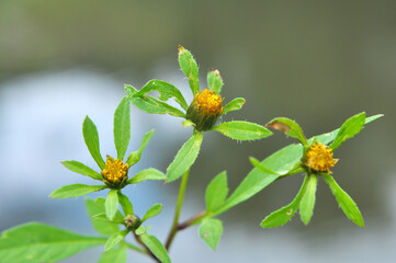 In nature, the grass grows bidens frondosa
