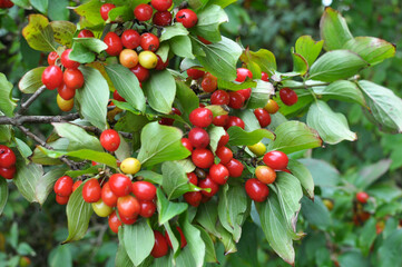 The fruits of dogwood ripen on a tree branch