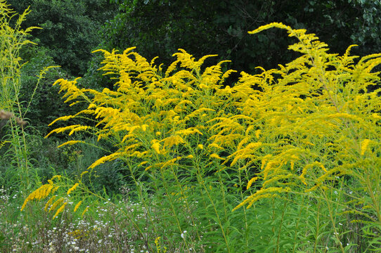 Solidago canadensis blooms in nature