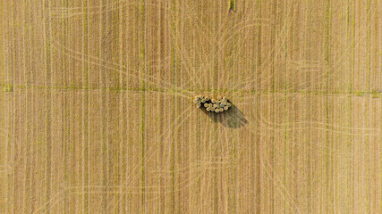 Luftaufnahme von mehreren Heuballen auf einem Feld