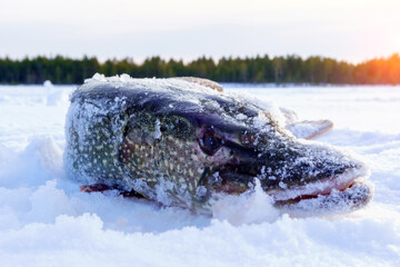 Big northern pike Esox lucius. winter fishing. Fishing trophy