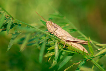 One large brown grasshopper (locust) sits on a green blade of grass on a clear sunny day.