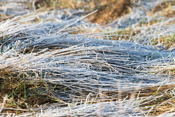 Frost in a field in early morning