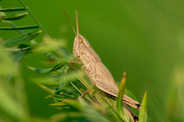 One big beautiful brown grasshopper is sitting on the green grass.