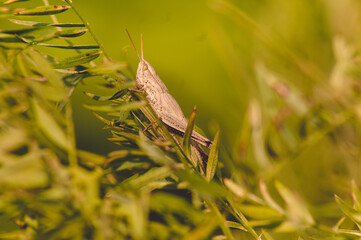 One large brown grasshopper (locust) sits on a green blade of grass on a clear sunny day.