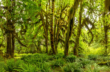 Fototapeta na wymiar The Hall of Mosses in the Hoh rainforest, Olympic National Park, Washington