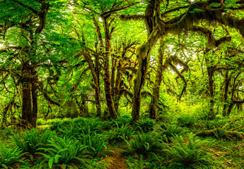 Fototapeta na wymiar The Hall of Mosses in the Hoh rainforest, Olympic National Park, Washington