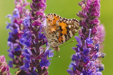 Beautiful brown butterfly on a purple flower on a green background.One butterfly with black spots.The butterfly is black and orange.