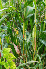 Tall corn stalks with young ears in the garden, fresh vegetables
