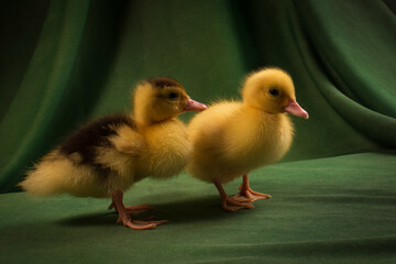 Cute ducklings on a dark green background