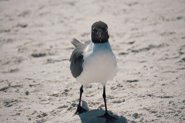 seagull looking at me kinda weird

