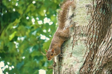 Squirrel in a tree cinematic photo