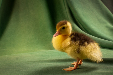 Cute ducklings on a dark green background