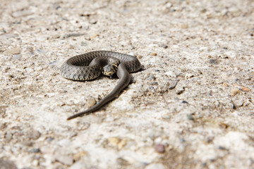 Schlange - Ringelnatter