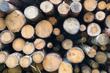 A large pile of cut trees, seen from the end. Round cuts of the trunks are visible. Background. Texture.