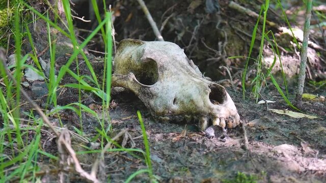 animal skull in the forest, close-up