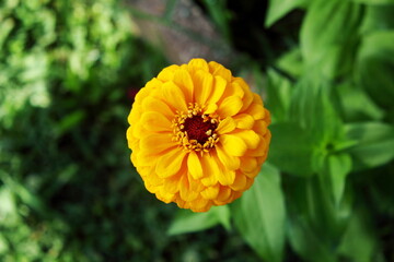 beautiful orange zinnia flower blooming in garden