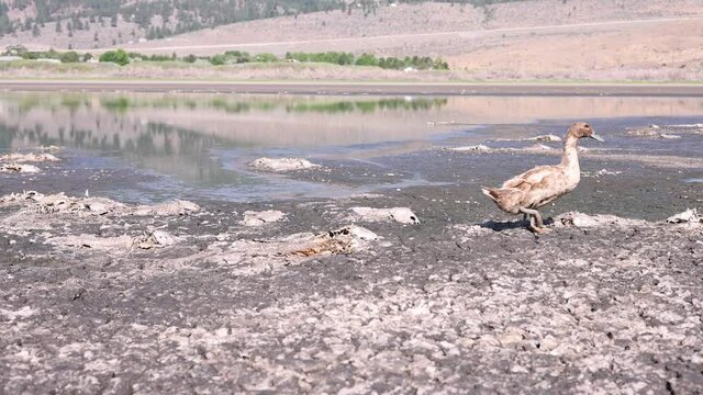  Small filthy brown duck walks slowly though the bodies of dead fish in a dried lake bed during a heat wave in summer.