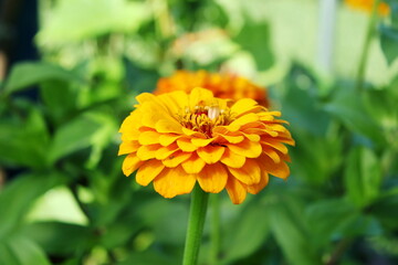 beautiful orange zinnia flower blooming in garden