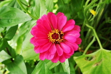 Obraz premium beautiful pink zinnia flower blooming in garden