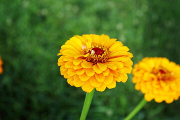 beautiful orange zinnia flower blooming in garden