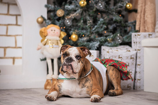Hermosa perra con un vestido navideño sentada cerda del árbol con adornos de navidad