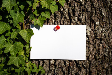 Blank greeting card, business card, invitation card mockup hanging with red drawing pin on tree.Tree bark in the background and trampling ivy in the sunlight. Nature, natural and environment concept. 