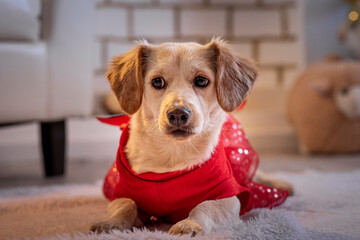 Hermoso canino con un arbolito de navidad y luces navideñas y cajas de regalo