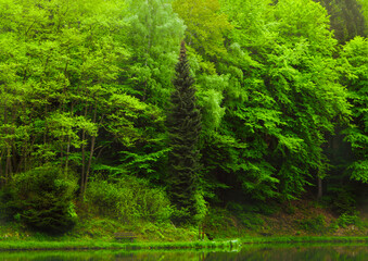 Forest surrounding the Waldsee in Theißtal in Niedernhausen, Hessen, Germany