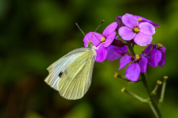 Beautiful cabbage white butterfly gets the nectar from a purple flower of the Erysimum Bowles Mauve with blurred background