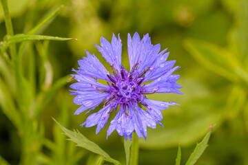 Close-up of a blue cornflower with raindrops in a field. selective focus point, blurred background