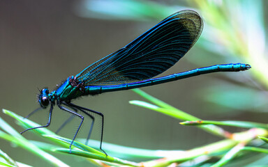 a banded demoiselle on a plant