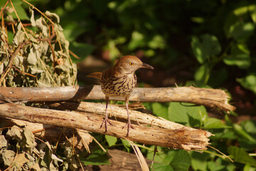 a bird in a bush in the forest