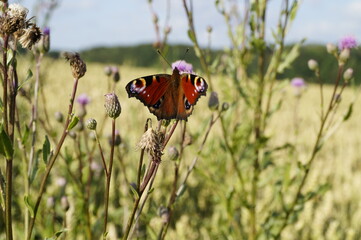 a beautiful butterfly sitting on a flower