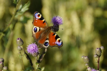 a beautiful peacock butterfly sitting on a flower