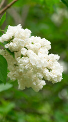 White lilac bush branch with green leaves