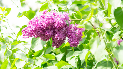 Purple lilac bush branch with green leaves