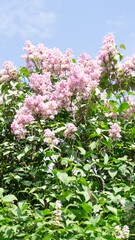 Pink lilac bush branch with green leaves