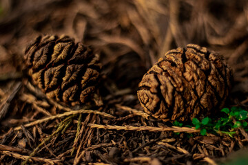 Close up of pine cones with blurred background.