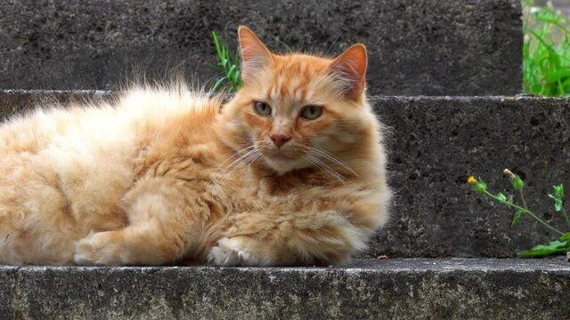 A ginger cat sleeping on stone steps will raise its head in fright..