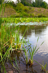 
Reed grows in the lake against the background of lotuses