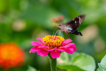 Closeup of a hummingbird moth pollinating a bright pink zinnia flower - Michigan