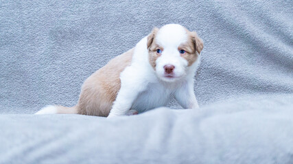 Border collie puppy white and cream sitting on the grey blanket