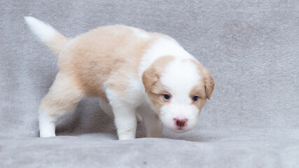 Border collie puppy white and cream sitting on the grey blanket