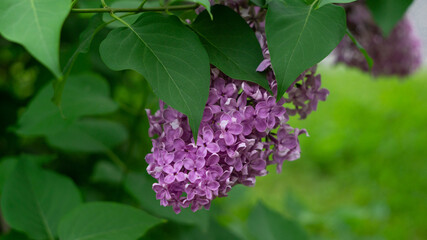 Purple lilac bush branch close up