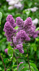 Pink lilac flower bush branch