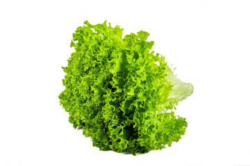 Fresh endive lettuce isolated on white background.