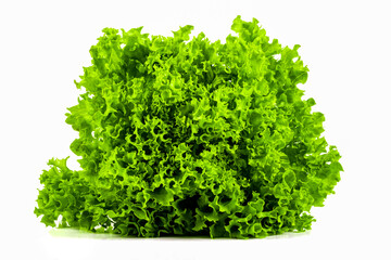 Fresh endive lettuce isolated on white background.