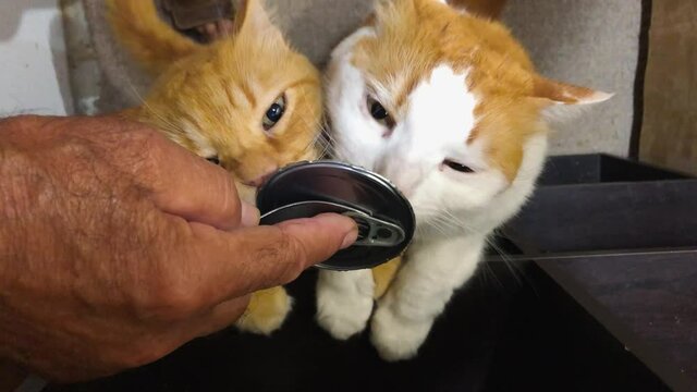 Cats lick the lid of a tin can