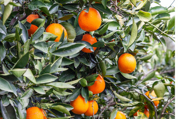 oranges on tree